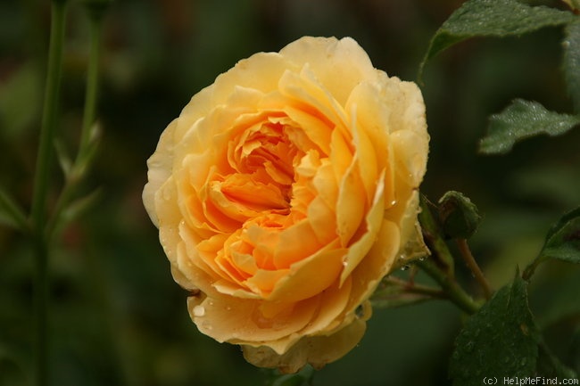 'Molineux' rose photo