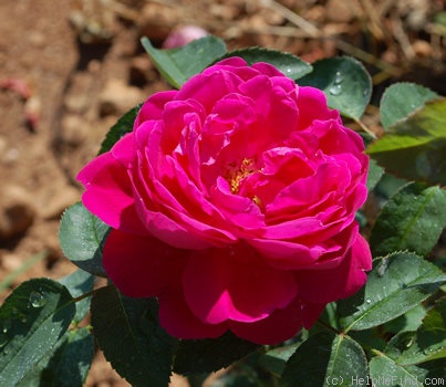 'Antoine Ducher (Hybrid Perpetual, Ducher, 1866)' rose photo