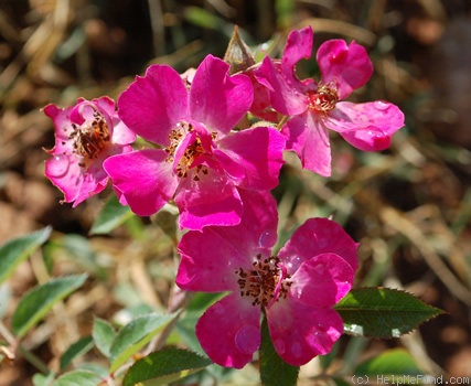'Candy Mountain ™ (shrub, Walden, 1998)' rose photo