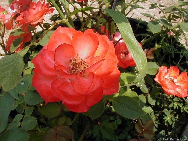 'Torch of Liberty' rose photo