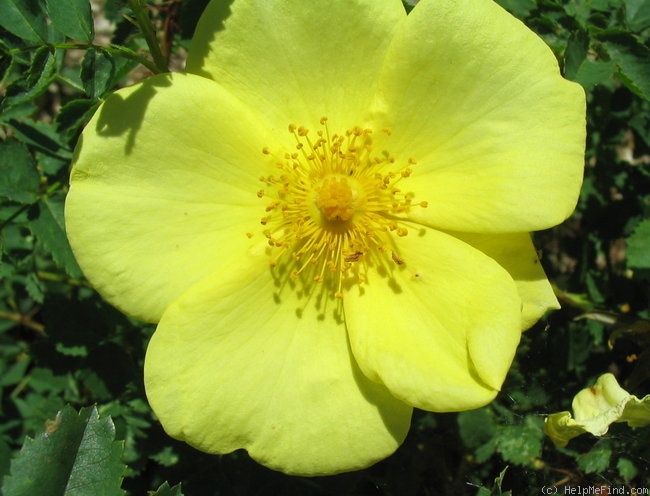 'Yellow Altai' rose photo