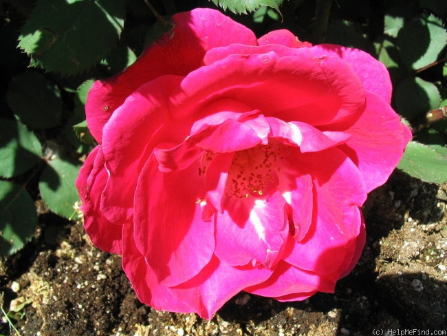 'Winnipeg Parks' rose photo