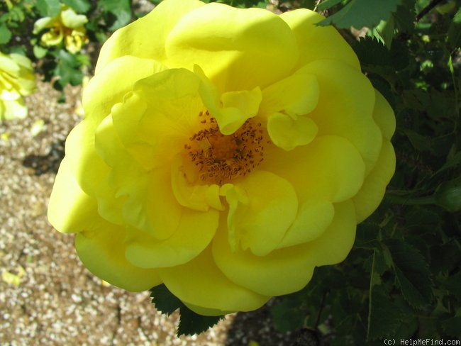 'Hazeldean' rose photo