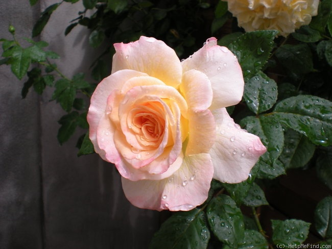 'Aquarell (hybrid tea, Evers/Tantau 1999)' rose photo