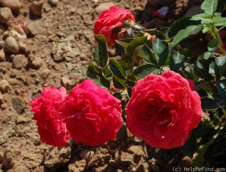 'Belle de Dom ®' rose photo