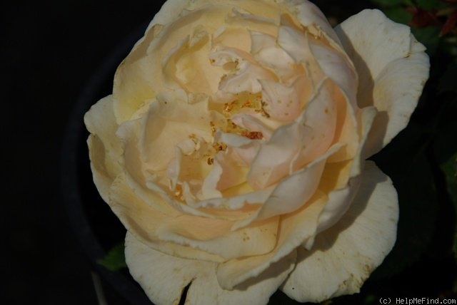 'Thelma Barlow' rose photo