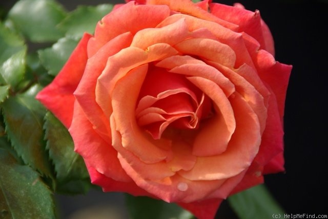 'Rhosyn Margaret Williams' rose photo