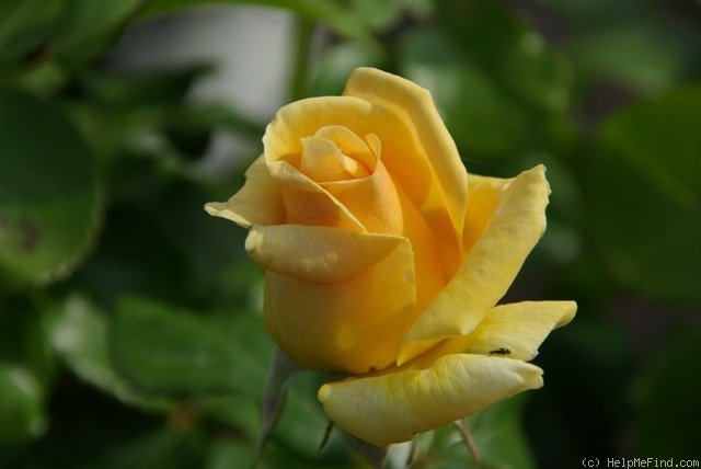 'Atco Royale' rose photo