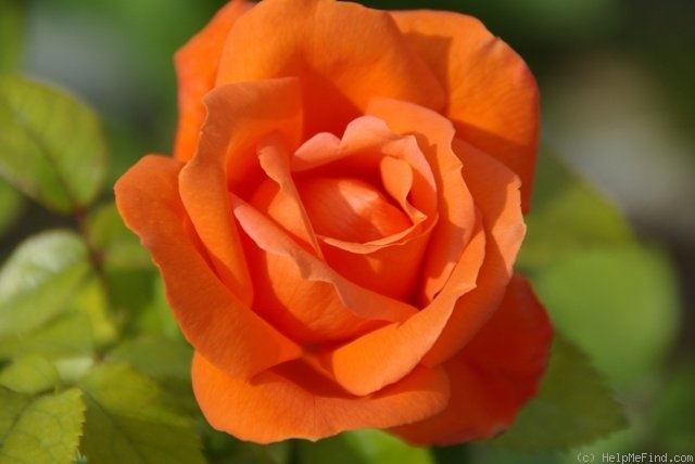 'Annick' rose photo