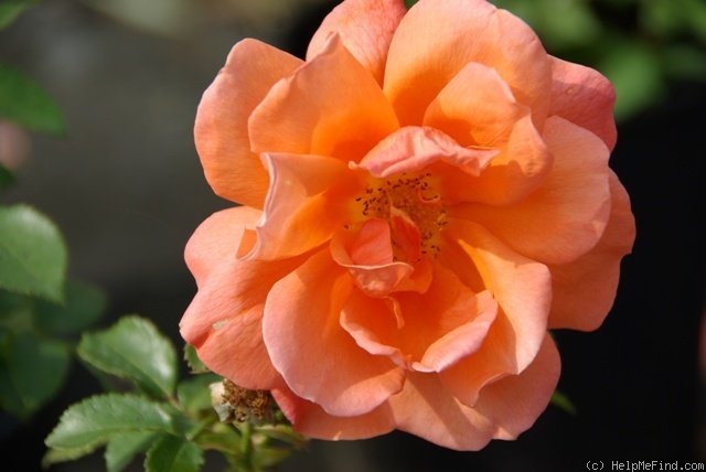 'Annick' rose photo