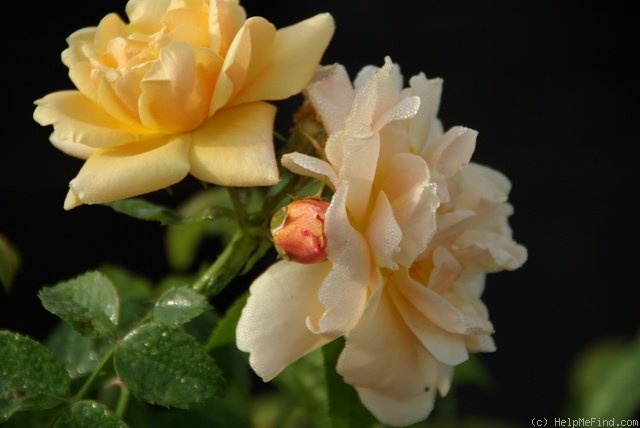 'Gold Busch' rose photo