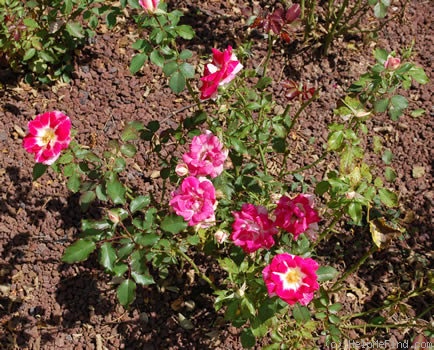 'Adrien Mercier ®' rose photo