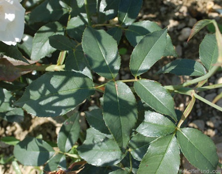 'Mademoiselle de Sombreuil' rose photo