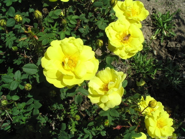 'Harison's Yellow' rose photo