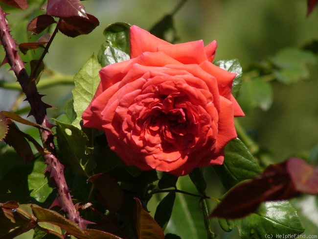 'Maintower' rose photo