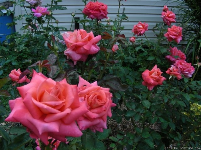 'Cary Grant ™' rose photo