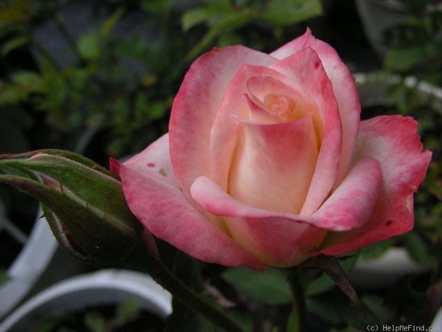 'Unbridled' rose photo