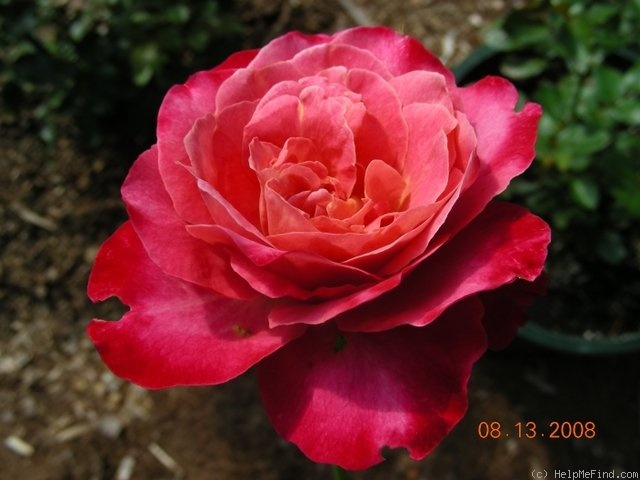 'Mon Cheri ™ (hybrid tea, Christensen 1981)' rose, click to enlarge 'Mon Cheri ™ (hybrid tea, Christensen 1981)' rose photo