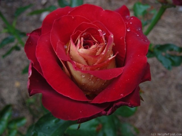 'Friendship ® (Florist Rose, Meilland International)' rose photo