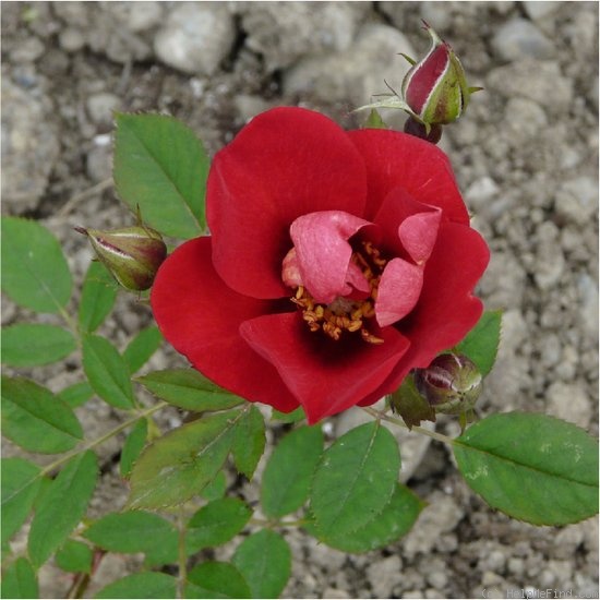 'Roses are Red' rose photo
