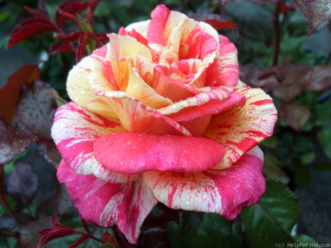 'Brocéliande ® (Hybrid Tea, Adam 2000)' rose photo