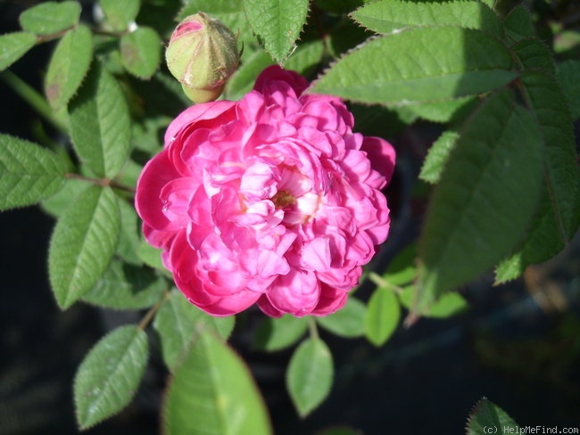 'Burgundy Rose' rose photo