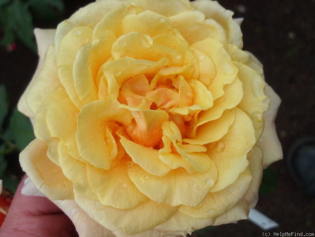 'Caramella ™ (shrub, Kordes before 2000)' rose photo