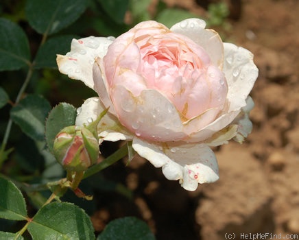 'Carméline ®' rose photo