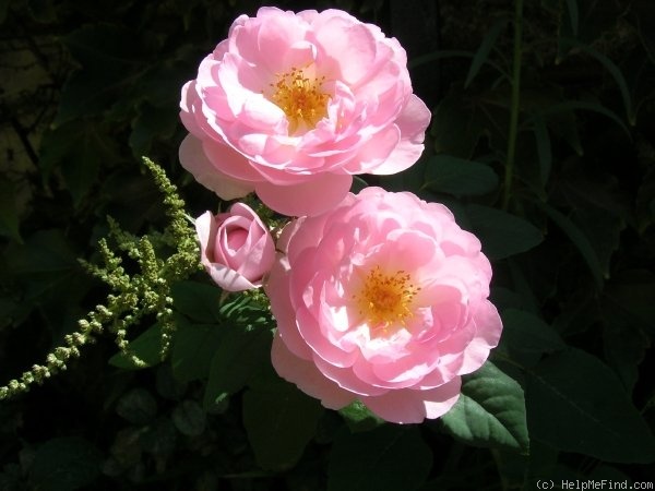 'Scepter'd Isle ®' rose photo