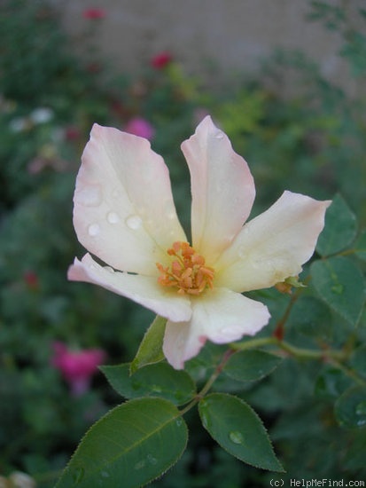 'AMCXRB' rose photo