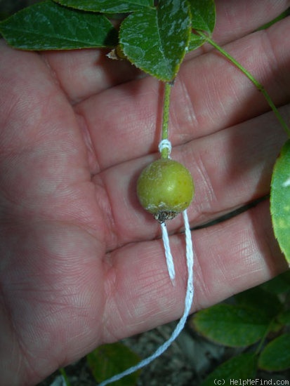 'Old Lady Gates' rose, click to enlarge 'Old Lady Gates' rose photo