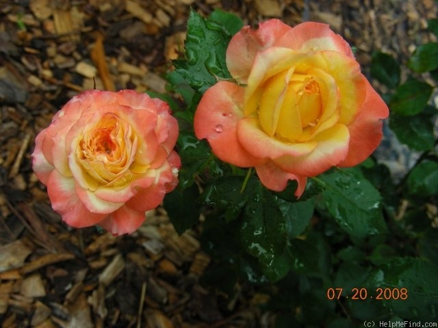 'Autumn Splendor ™' rose photo