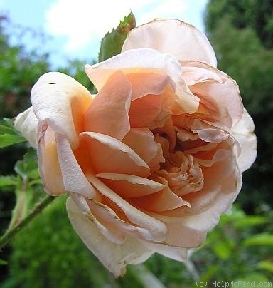 'La Mie au Roy' rose photo