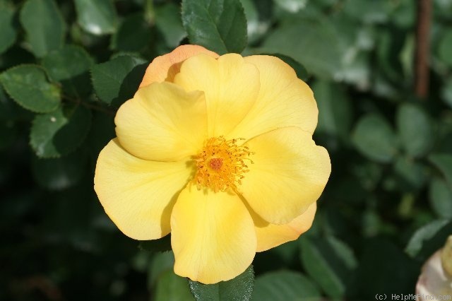 'Sunglow (mini-flora, Wells 2007)' rose photo