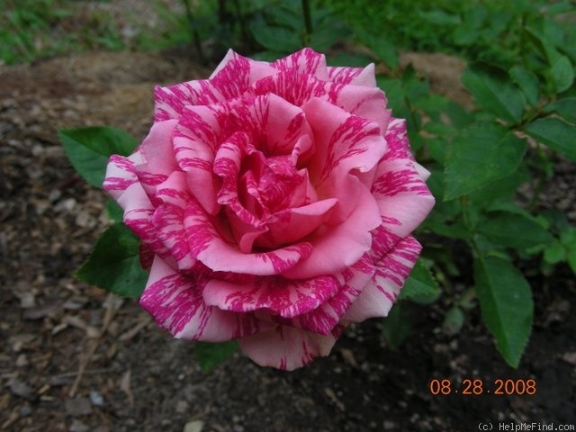 'Pink Intuition' rose photo