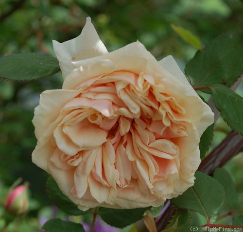 'Madame Bérard' rose photo