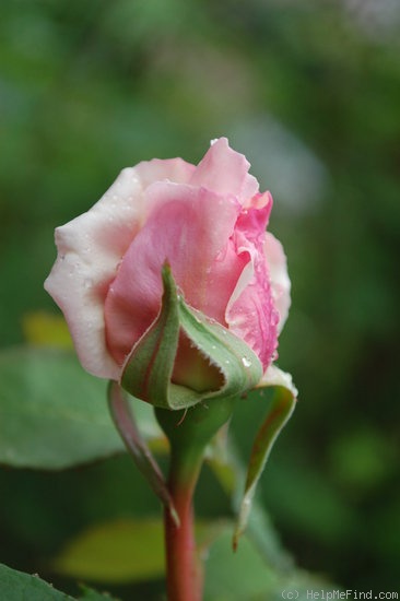 'Madame Bérard' rose photo