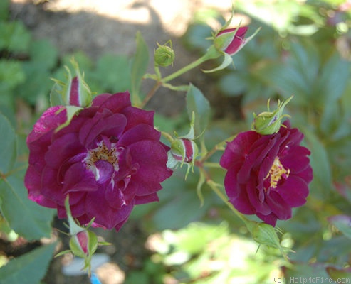 'Midnight Blue ™' rose photo