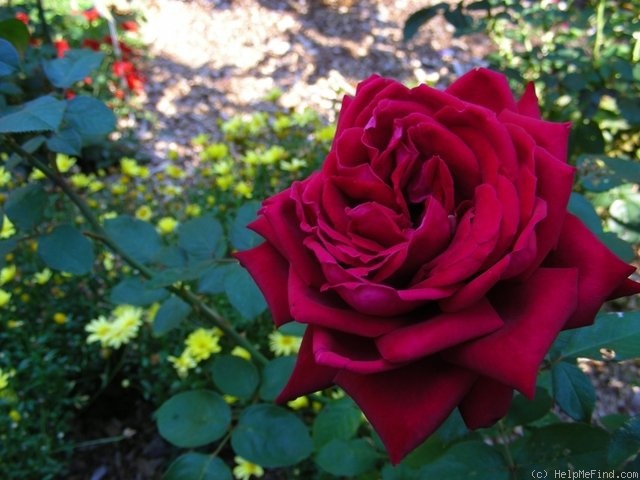 'Loving Memory' rose photo
