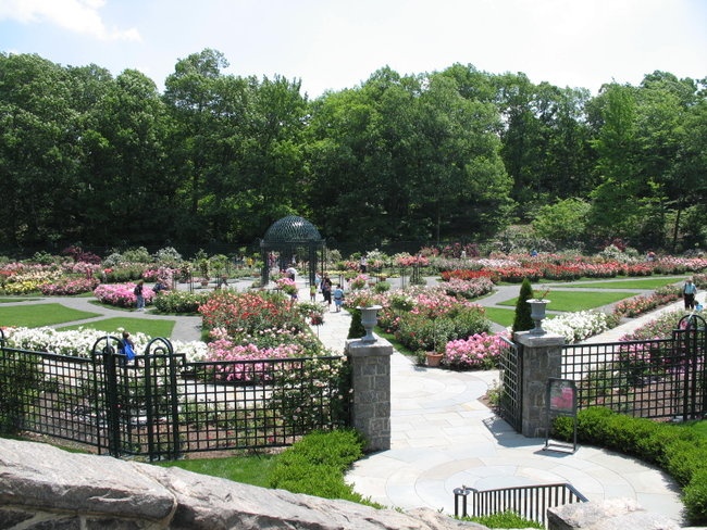 'The Peggy Rockefeller Rose Garden'  photo