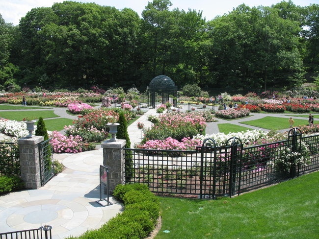 'The Peggy Rockefeller Rose Garden'  photo