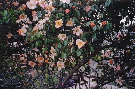 'Mrs. Oswin's Gigantea' rose photo