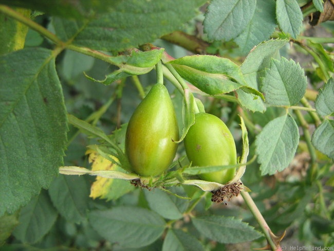 'R. stylosa' rose photo