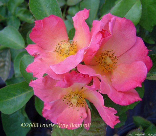 'Radway Sunrise' rose photo