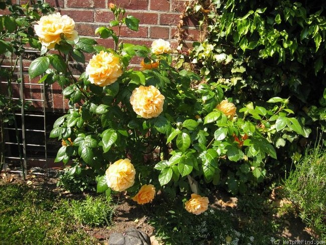 'Bernstein-Rose ' Rose Photo
