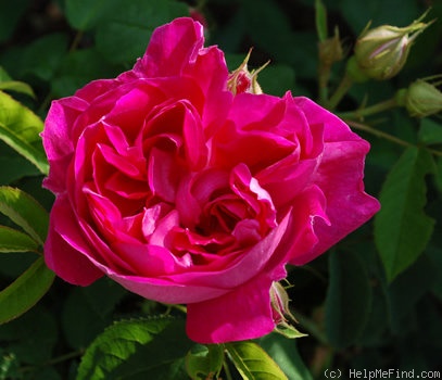 'Lord Scarman' rose photo
