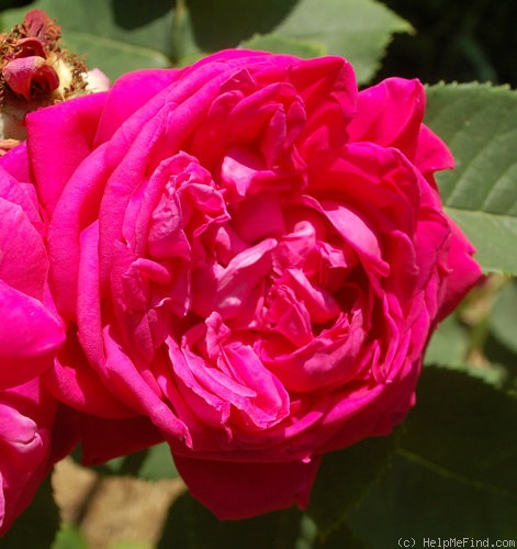 'Lamotte Sanguin' rose photo