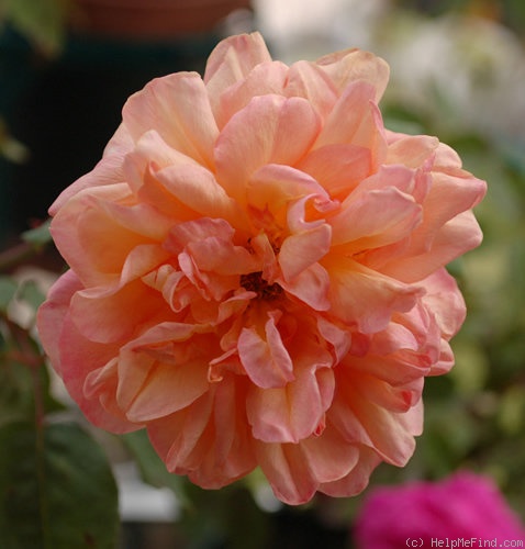 'Isabelle Nabonnand' rose photo