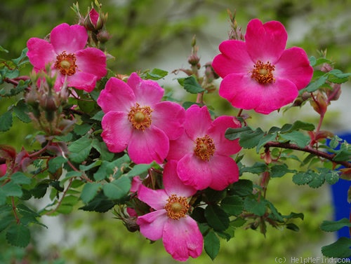 'Highdownensis' rose photo