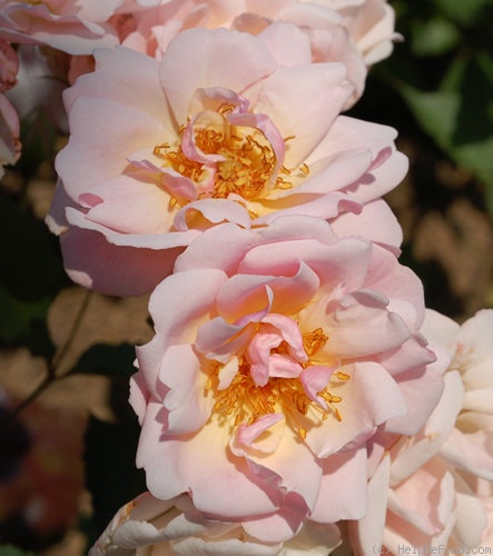 'Felicia (hybrid musk, Pemberton 1926)' rose photo